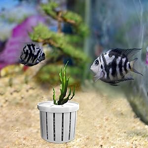 Aquarium Plant Cup,Aquatic Plant Cup - Small Stable Planting Basket for Desk Decorations Wall Window Pond Garden Corner Shelf