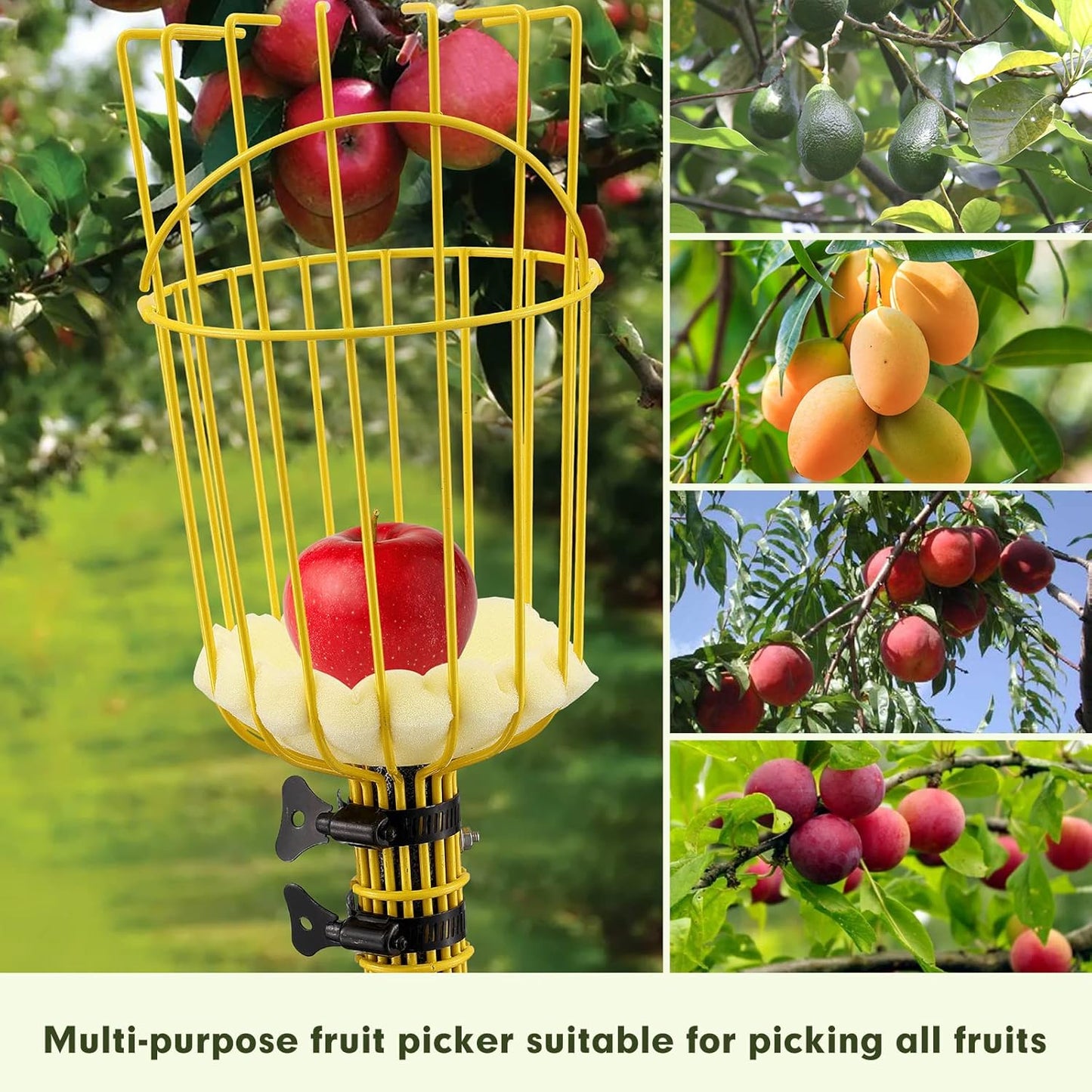 Fruit Picker Tool,Apple Picker Pole with Basket,5.5 FT Adjustable Fruit Picker Pole with Basket Telescoping,Sturdy Basket with Foam Pad for Picking Avocado Acorn Lemon Pear Mango……