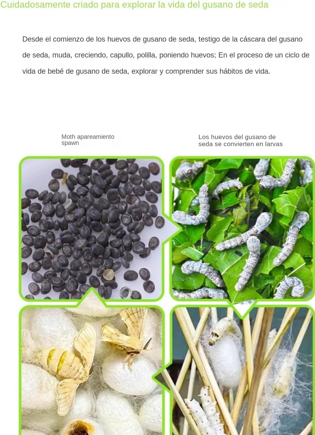 Boîte de reproduction pour vers de soie - Boîte de reproduction facile à observer - Habitat transparent respirant - Récipient à capsules spatiales d'élevage de vers à soie
