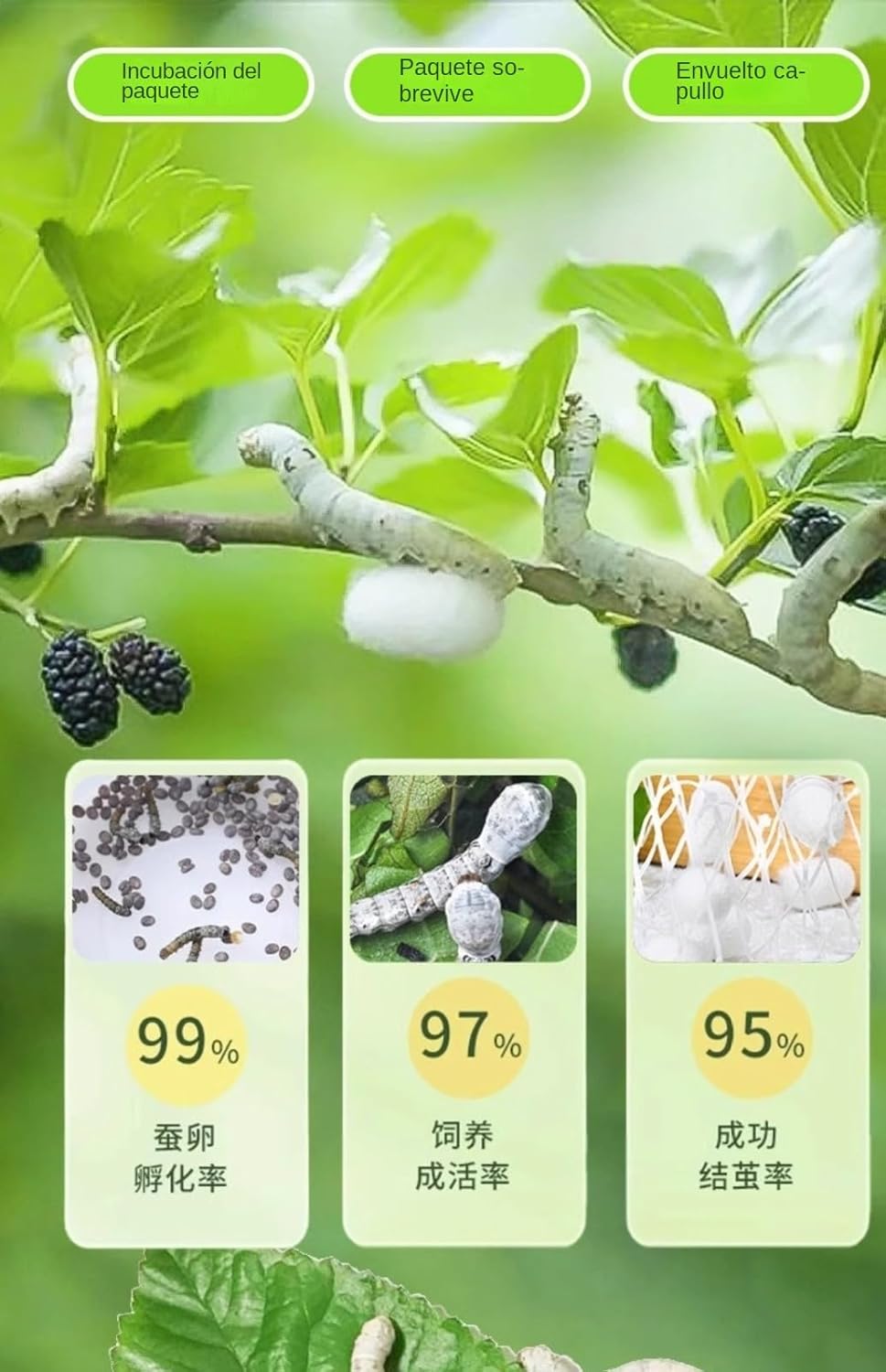 Boîte de reproduction pour vers de soie - Boîte de reproduction facile à observer - Habitat transparent respirant - Récipient à capsules spatiales d'élevage de vers à soie