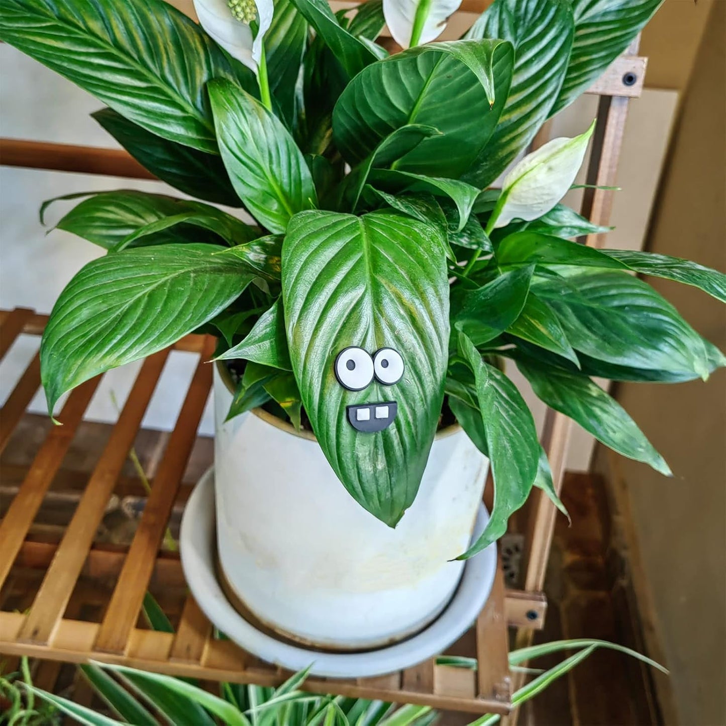 Monster Plant Magnets Eyes for Potted Plants, Funny Plant Safe Magnet Pins Charms, House Plant Accessories, Christmas Decorations Gift for Plant Lovers - TrendyLookz