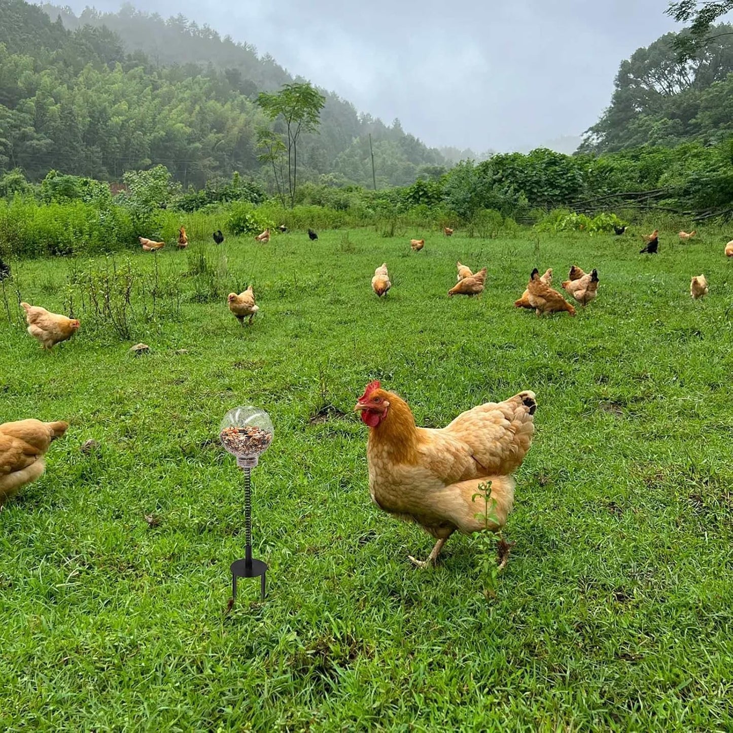 Oooct 2 Pack Chicken Peck Toys, Chicken Enrichment Toys, Chicken Swing Feeder, Chick Slow Feeder Toy, Chicken Coop Toys for Hens Poultry Duck Birds Parrots, Transparent