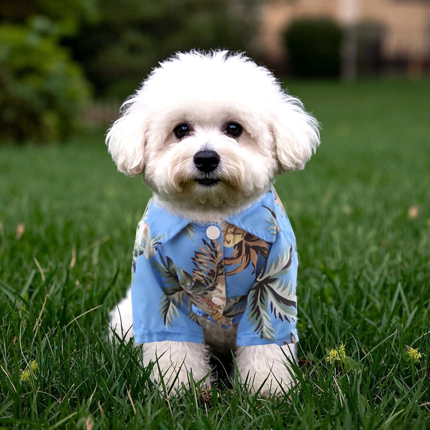 5 Pieces Hawaiian Dog Shirt Pet Summer T-Shirts Breathable Cool Costume Coconut Tree Pineapple Beach Pets Clothes for Small Medium Cat Boy Girl Cute Puppy Polo Apparel Outfit Costumes Doggy- Medium