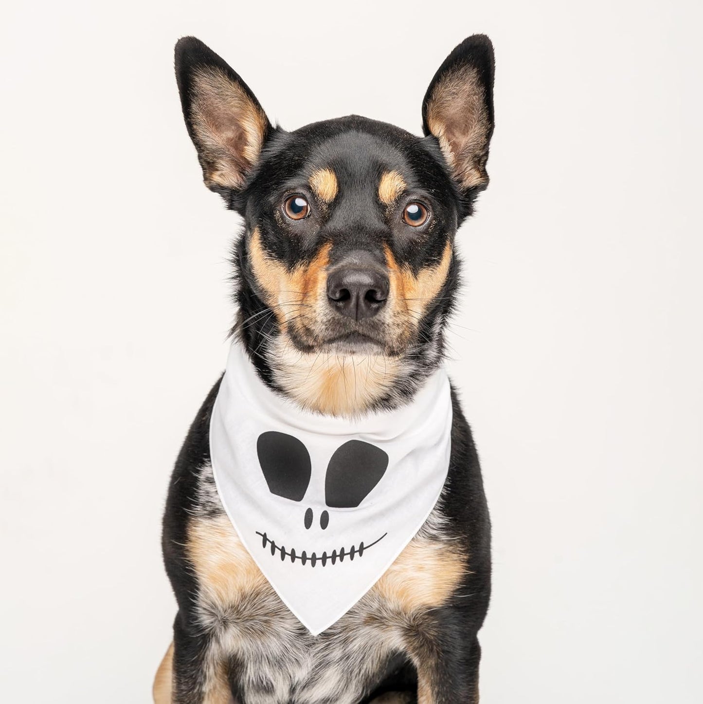 Skeleton Face Dog Bandana | 100% Cotton Triangle | Made in USA | Halloween Costume | Jack-O-Lantern | Monster | Pumkin Face | Trick or Treat | Matching | White, One Size (1162)