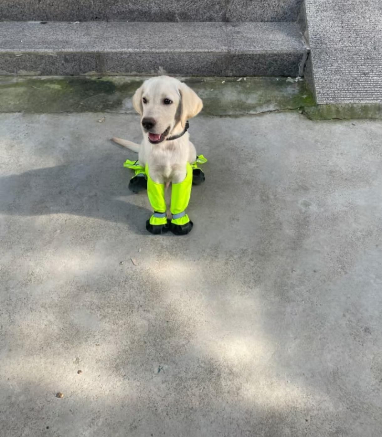 Adjustable Dog Suspender Boots with Attached Waterproof Paw Protectors, Non - Slip Summer Hiking Shoes for Rainy Days and Night Safety with Reflective Design (Green, S) - TrendyLookz