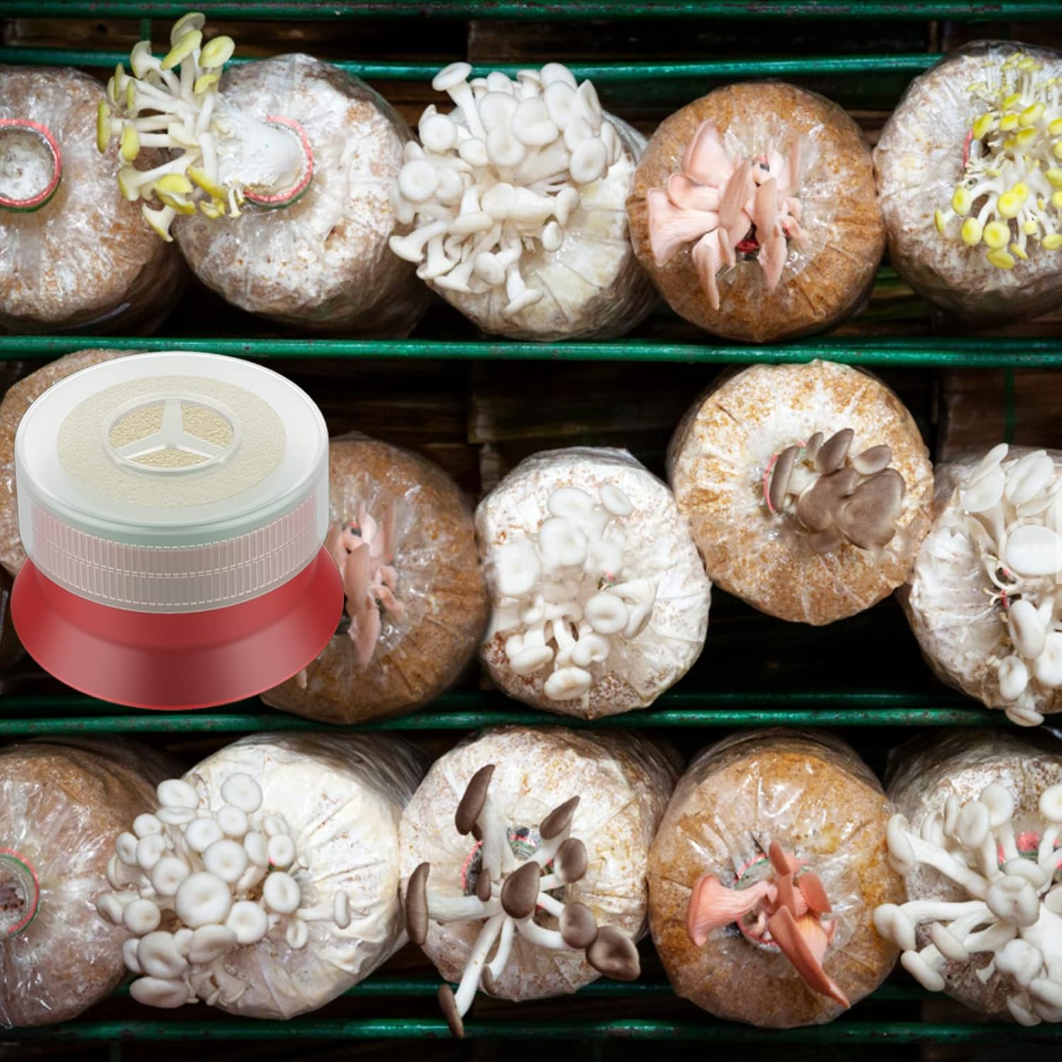 Biomed Solutions Mushroom Grow Bag Cap and Ring for Cultivating Sealing Cotton Filter Cover 40mm(Pack of 9) - TrendyLookz