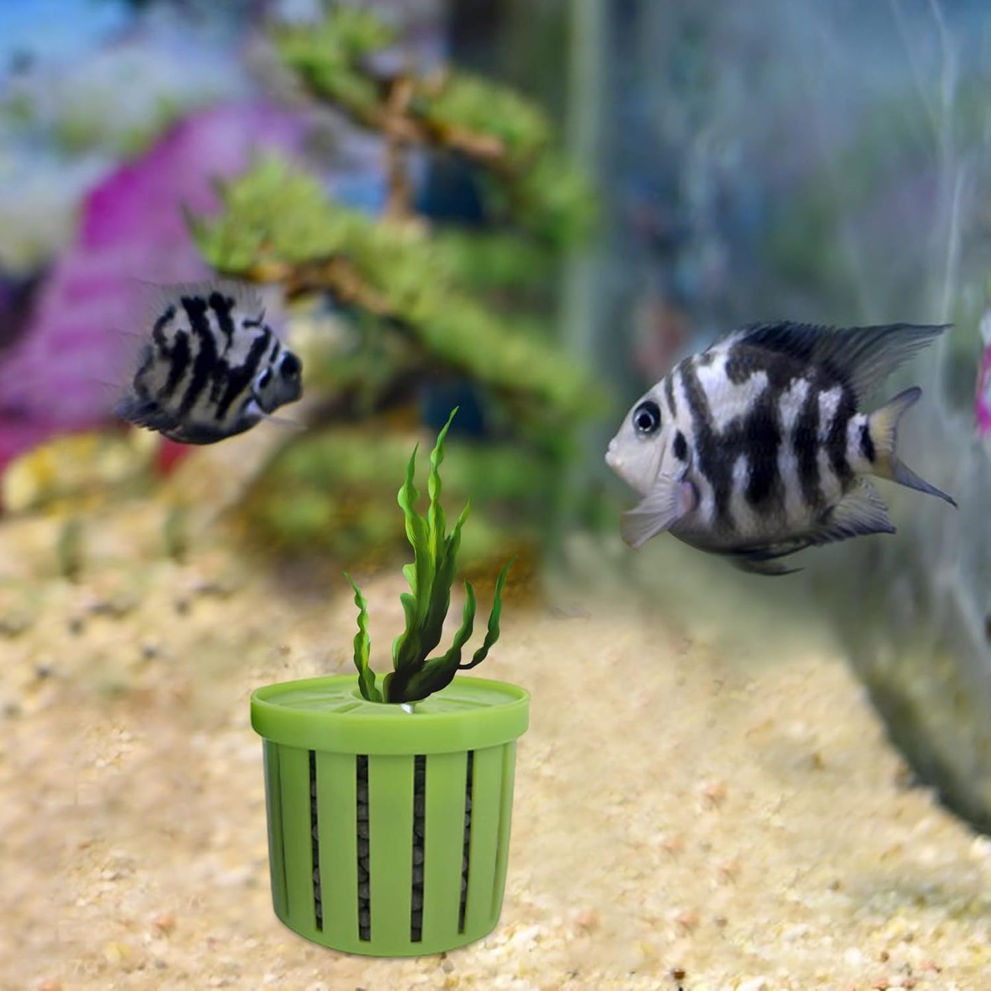Aquarium Plant Cup,Aquatic Plant Cup - Small Stable Planting Basket for Desk Decorations Wall Window Pond Garden Corner Shelf